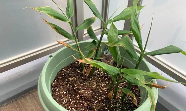 南方生姜种植的最佳时间是什么时候？种植方法有哪些常见问题？