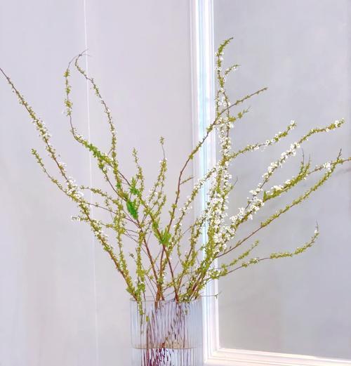 玫瑰花与雪柳的含义有何不同？