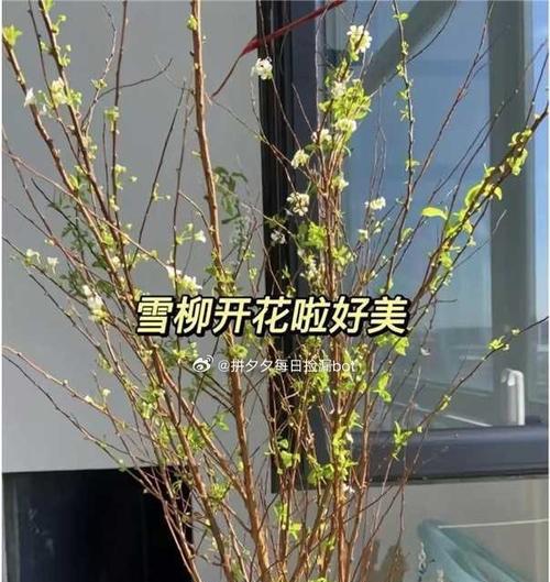 玫瑰花与雪柳的含义有何不同？