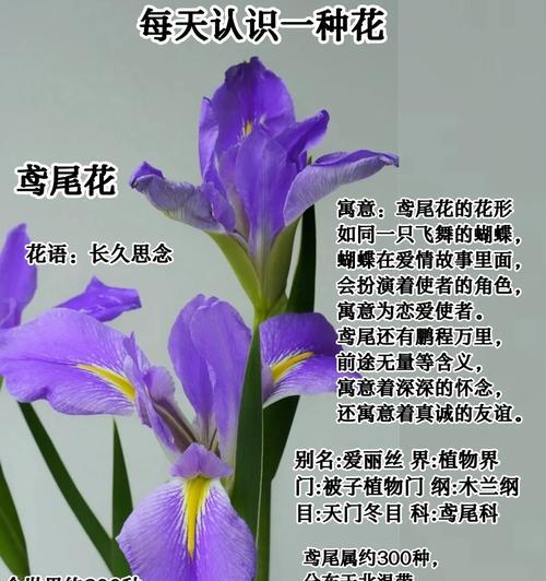 妃子的花语代表哪种花？花语与妃子有何关联？