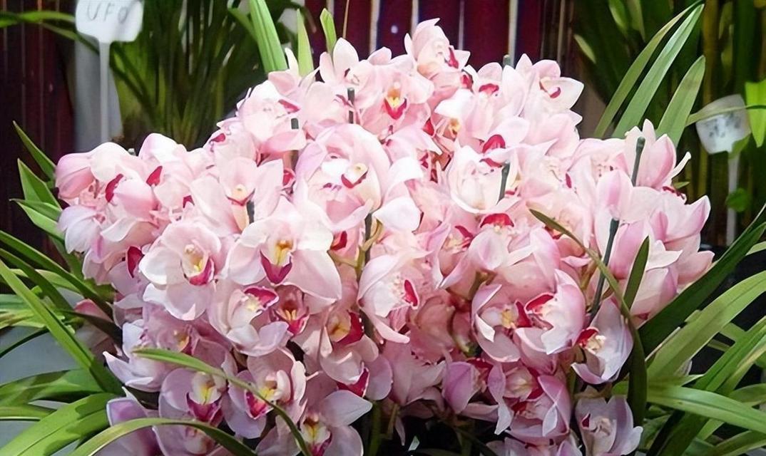 妃子的花语代表哪种花？花语与妃子有何关联？