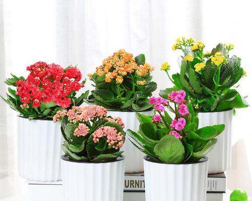 南方适合养什么花？有哪些花卉品种推荐？