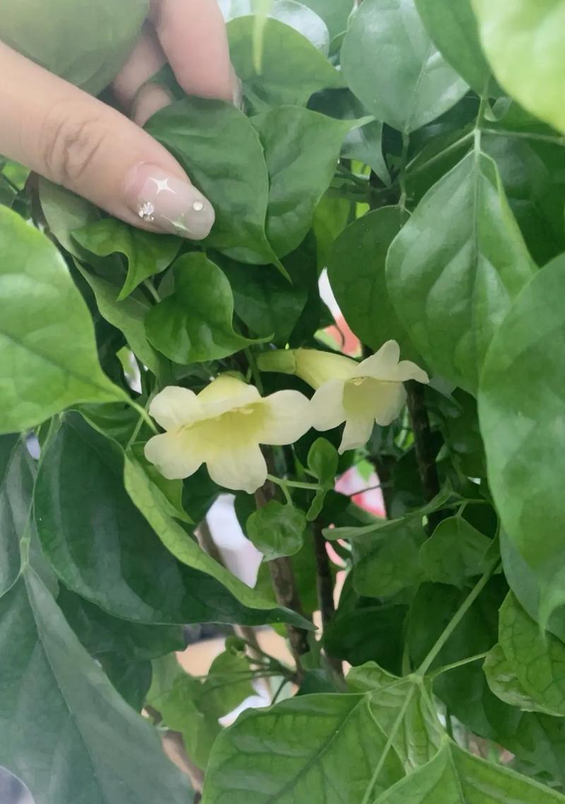 树的花语有哪些含义和寓意？树木在花语中象征着什么？