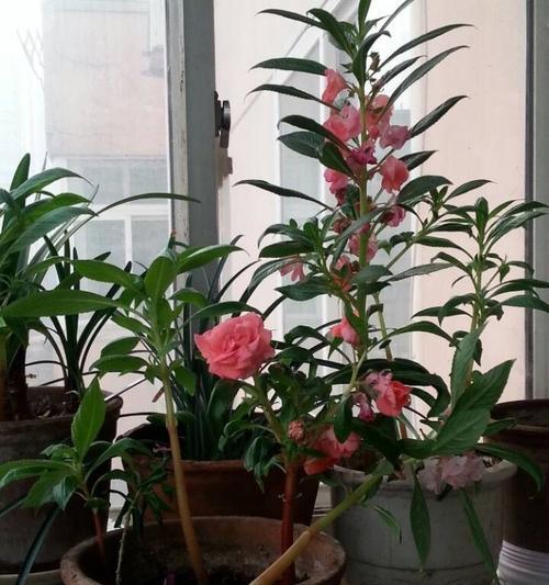 南方适合养什么花？有哪些花卉品种推荐？