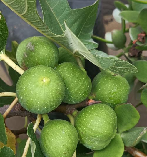 无花果如何表达爱意？其花语有何含义？