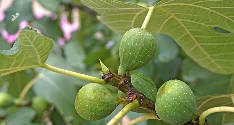 无花果如何表达爱意？其花语有何含义？