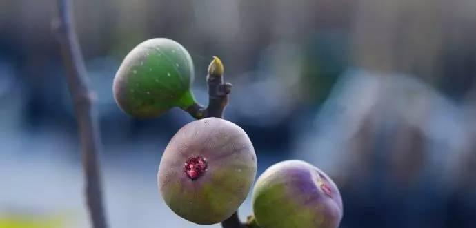 无花果如何表达爱意？其花语有何含义？