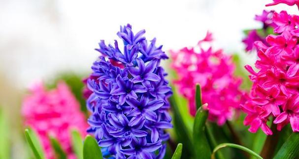 风信子花语的梗有何深意？风信子花语的梗是什么？