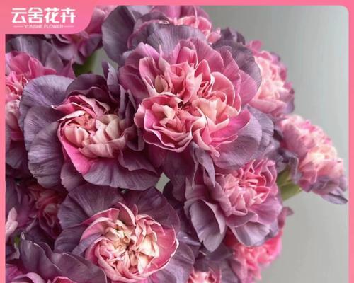 野马康乃馨的花语是什么？它代表了哪些情感？