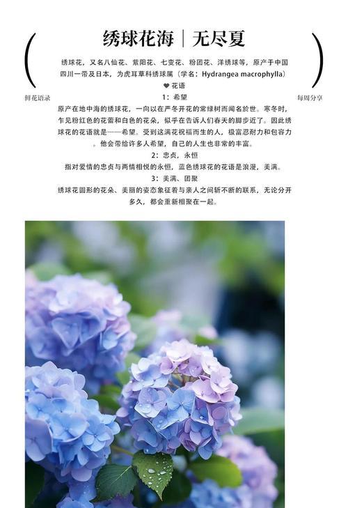 鲜花植物的花语有哪些？
