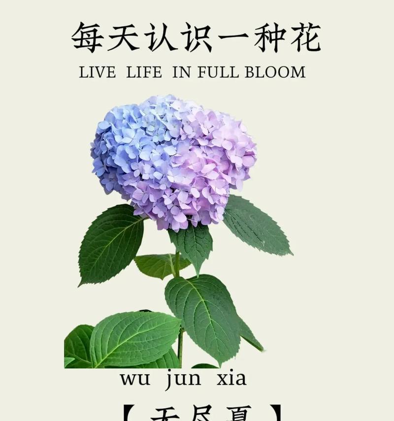 鲜花植物的花语有哪些？