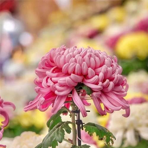 怀菊花花语象征与寓意是什么？冰城离别的花语是什么？