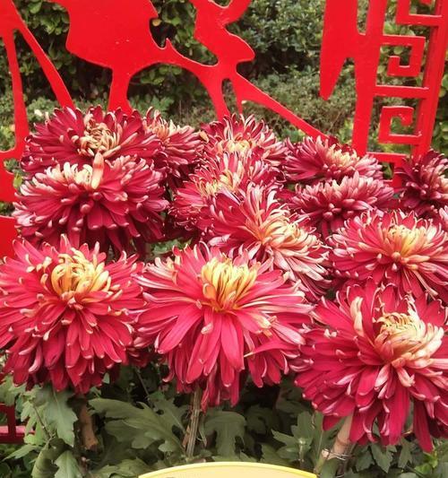 怀菊花花语象征与寓意是什么？冰城离别的花语是什么？