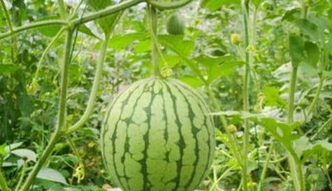 南方西瓜种植的最佳时机是什么时候？如何确保高产？