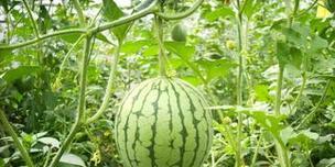 南方西瓜种植的最佳时机是什么时候？如何确保高产？