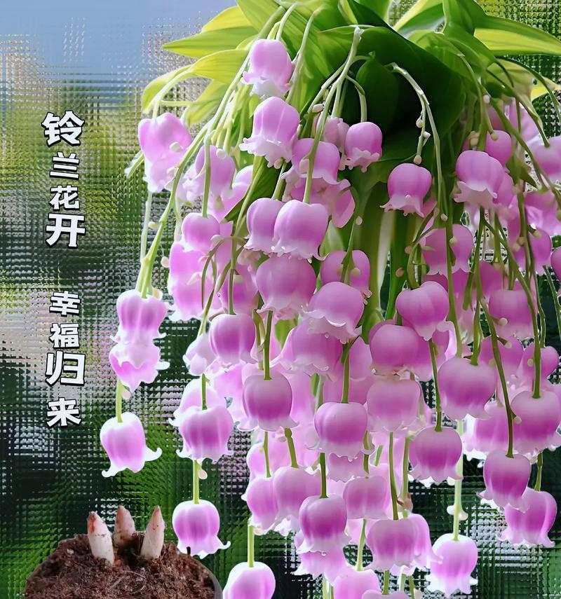 鬼脸铃兰的花语有何特别之处？