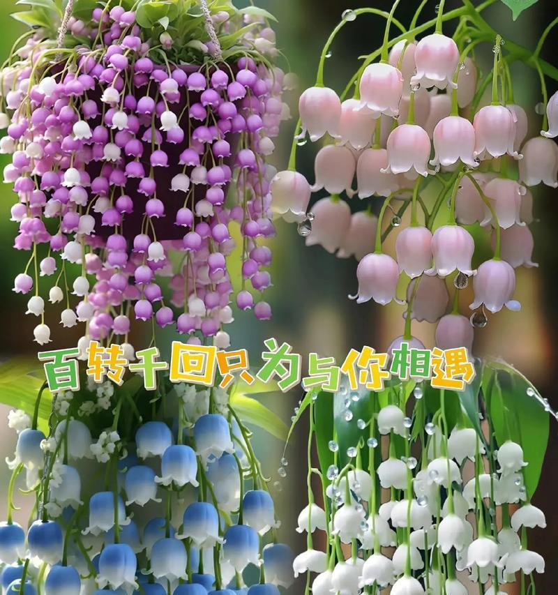 鬼脸铃兰的花语有何特别之处？