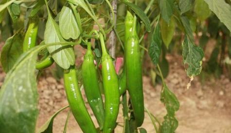 南方夏天适合种什么蔬菜？有哪些蔬菜种植技巧？