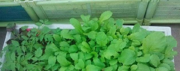 南方夏天适合种什么蔬菜？有哪些蔬菜种植技巧？