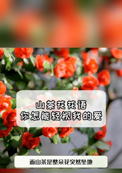 茶花的花语含义有哪些？