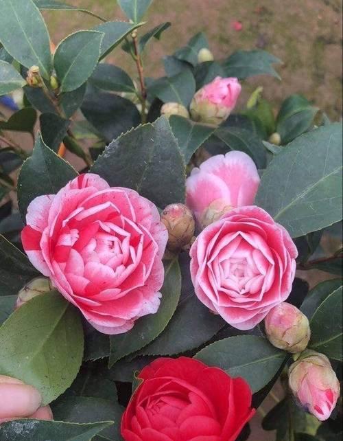 茶花的花语含义有哪些？