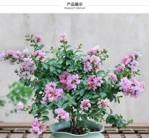 南方阳台适合养什么花？有哪些花卉推荐？
