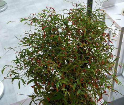 南方阴生植物有哪些？如何在家中种植和养护？