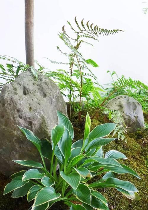 南方阴生植物有哪些？如何在家中种植和养护？