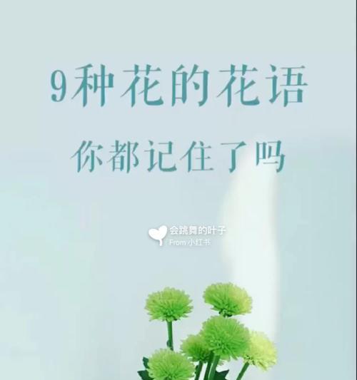 多头菊代表了哪些花语？