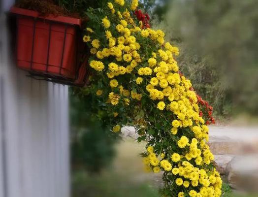 多头菊代表了哪些花语？