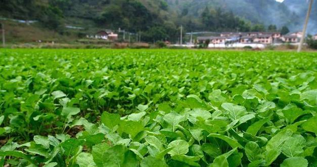 南方油菜播种的最佳时机是什么时候？播种后需要注意哪些问题？