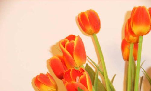 酒红色郁金香花语和寓意是什么？酒红色郁金香代表什么？