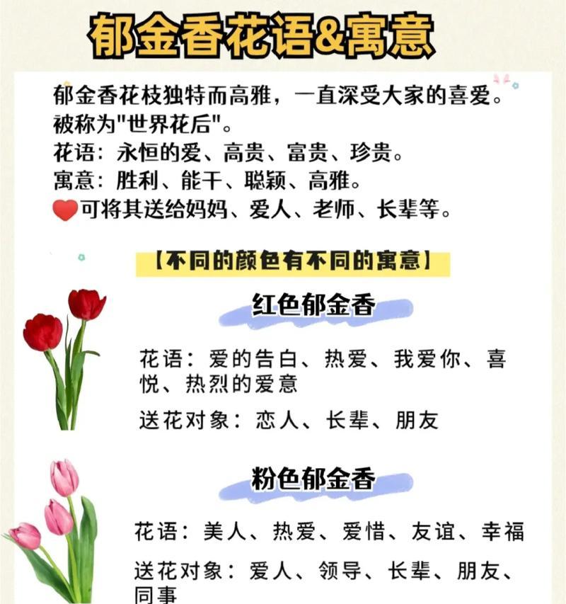 酒红色郁金香花语和寓意是什么？酒红色郁金香代表什么？