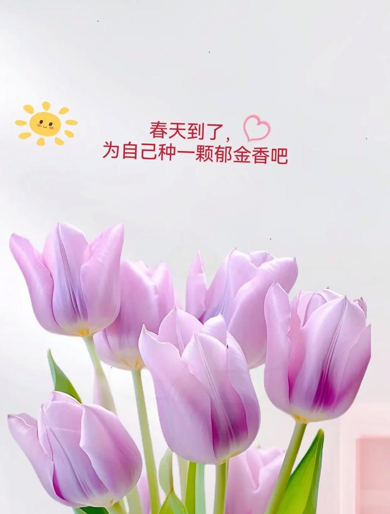 酒红色郁金香花语和寓意是什么？酒红色郁金香代表什么？