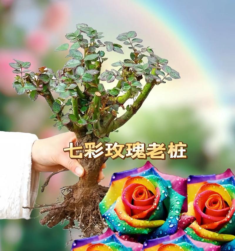 七彩玫瑰花语是什么？七彩玫瑰传递了哪些特别的信息？