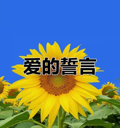 正视我的爱花语是什么意思？这种花语如何表达爱意？