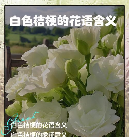 粉桔梗花语寓意是什么意思？这种花的象征意义有哪些？