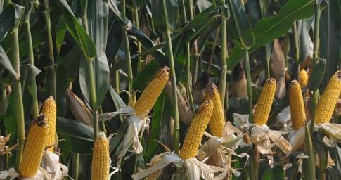 南方玉米什么时候种植最合适？收获时间又该如何确定？