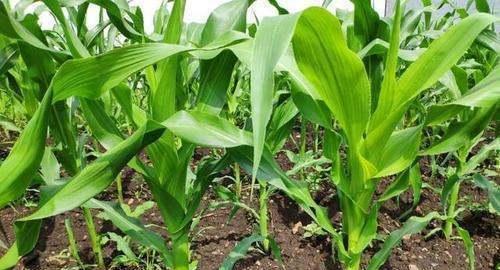 南方玉米什么时候种植最合适？收获时间又该如何确定？