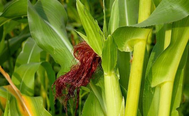 南方玉米什么时候种植最合适？收获时间又该如何确定？