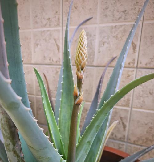 虎斑芦荟的花语有何特别之处？