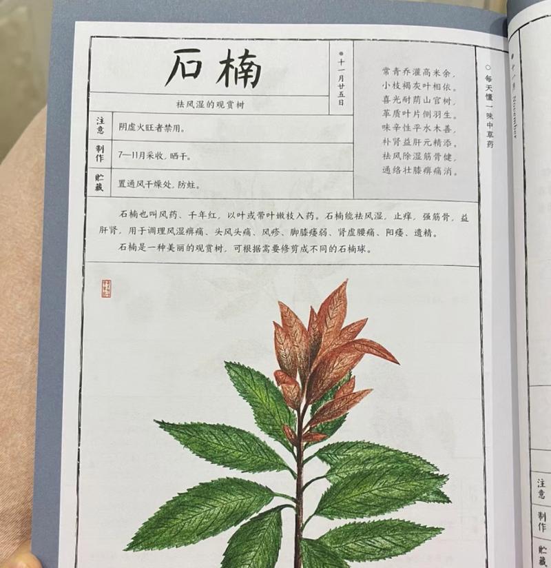 楠花的寓意和花语有哪些？