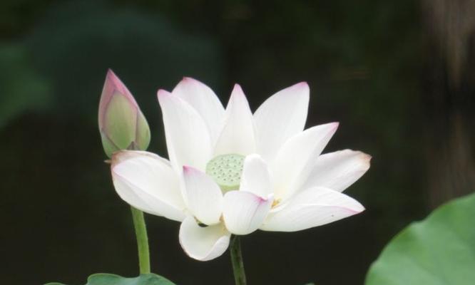 小白荷的花语代表什么？它在花语文化中有何寓意？