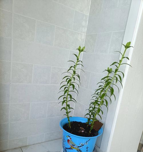 小白荷的花语代表什么？它在花语文化中有何寓意？