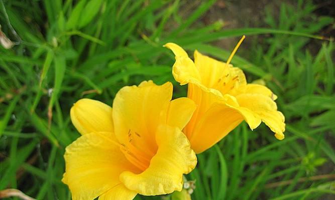 小白荷的花语代表什么？它在花语文化中有何寓意？