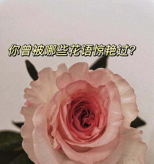 野花组合的花语有哪些？