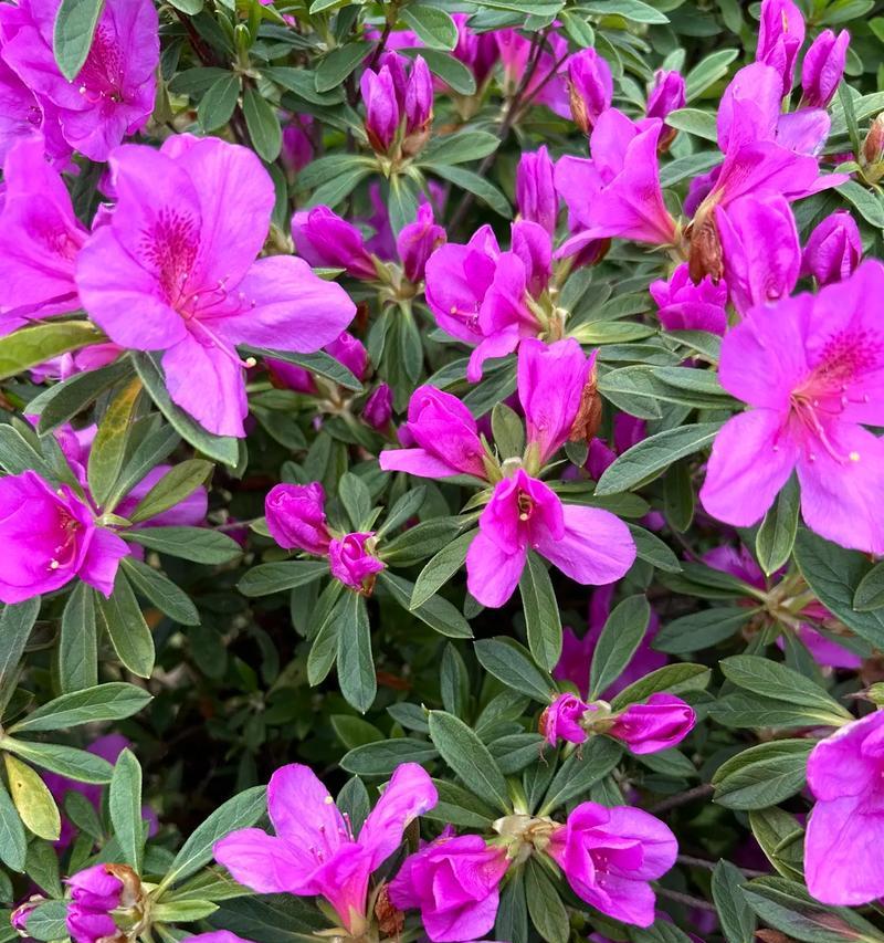 美羊羊花的花语代表什么？送这种花有什么特别含义吗？