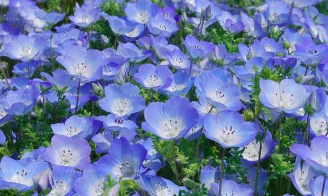 美羊羊花的花语代表什么？送这种花有什么特别含义吗？