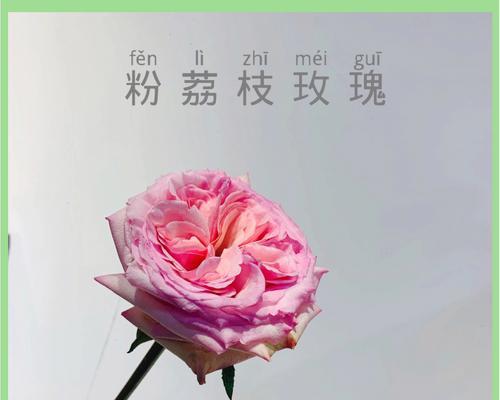 粉玫瑰的花语有何深层含义？