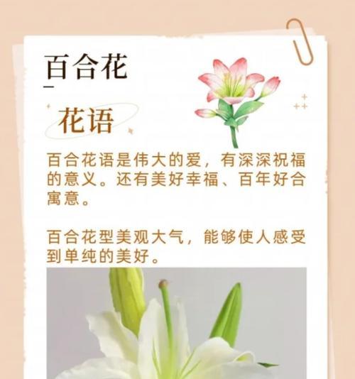 哪种花象征着积极和向上？